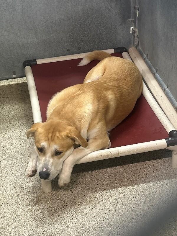 Miller, Adoptable, Adult Male Yellow Labrador Retriever & Mixed Breed.