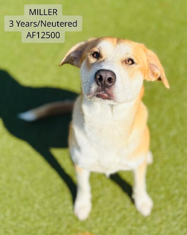 Enlarge Miller, a Adoptable mixed breed in Supply, NC image 2/2