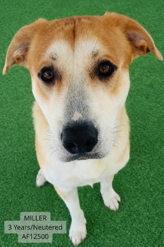 Miller, a Adoptable mixed breed in Supply, NC image 4/4