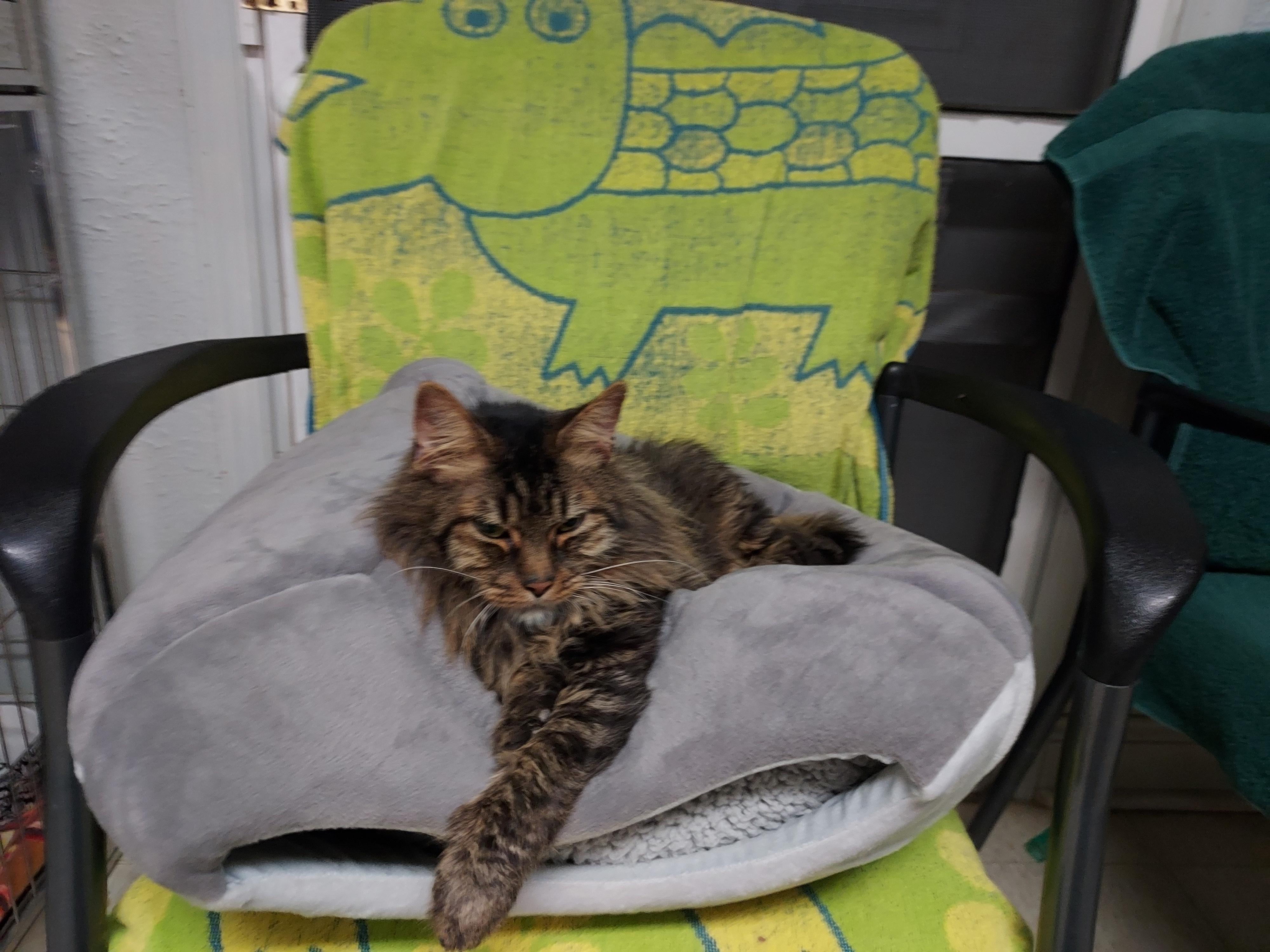 Enlarge Lucky, an adopted Domestic Long Hair in Ellicott City, MD image 3/3