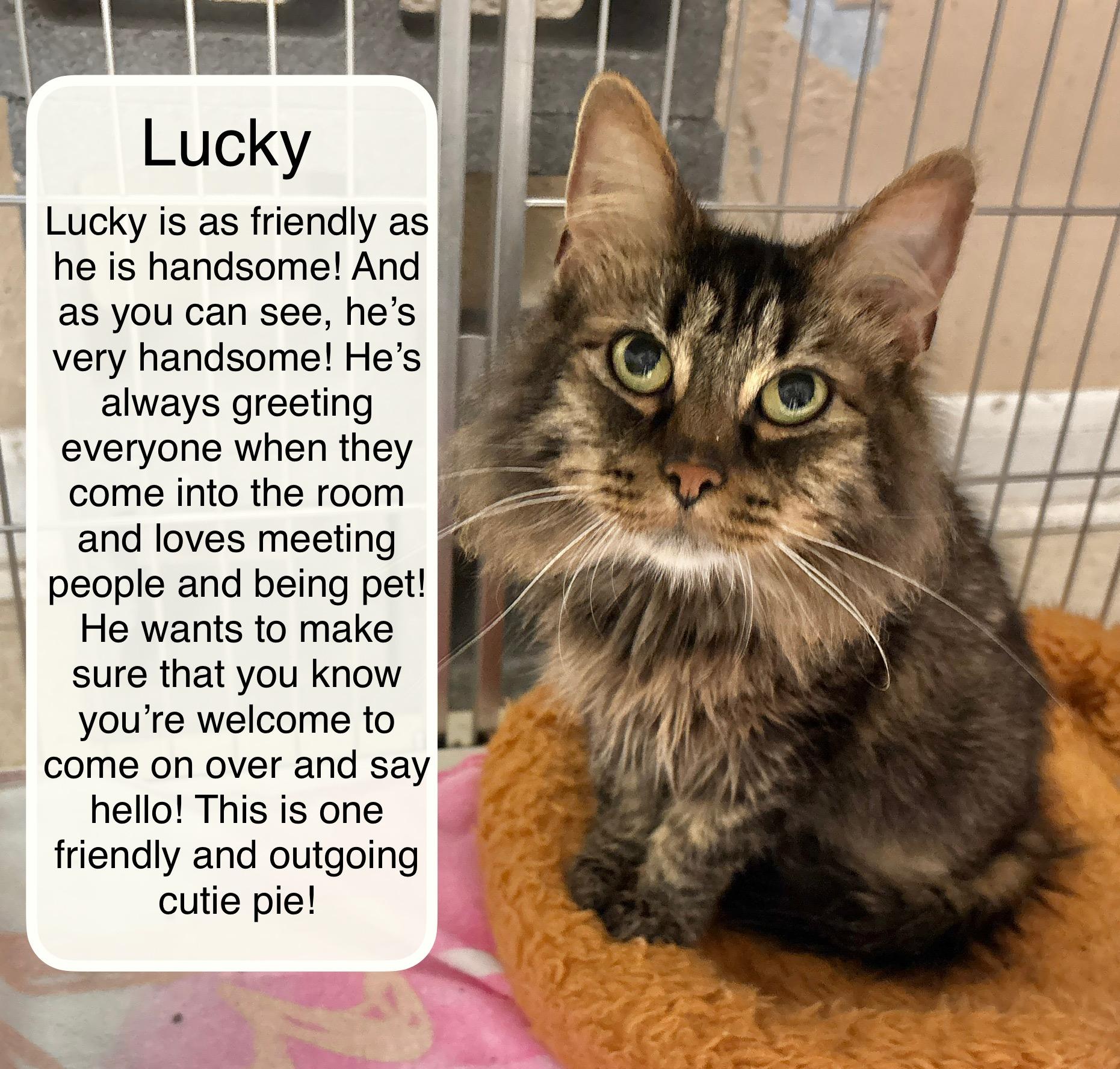 Enlarge Lucky, an adopted Domestic Long Hair in Ellicott City, MD image 1/3