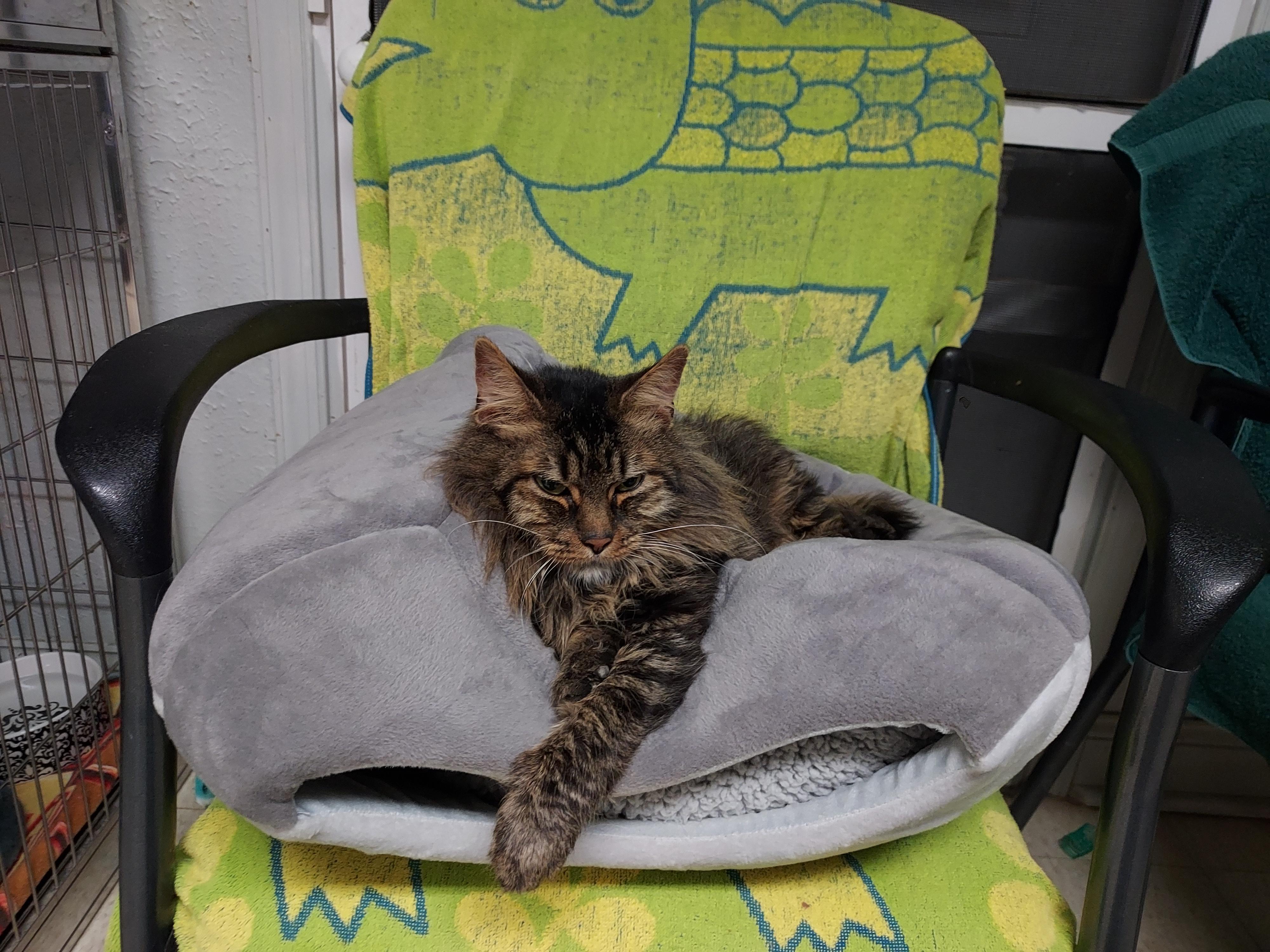 Enlarge Lucky, an adopted Domestic Long Hair in Ellicott City, MD image 2/3