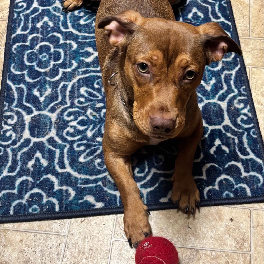 Enlarge Hazel, a Adoptable Terrier in Huntsville, AL image 2/5