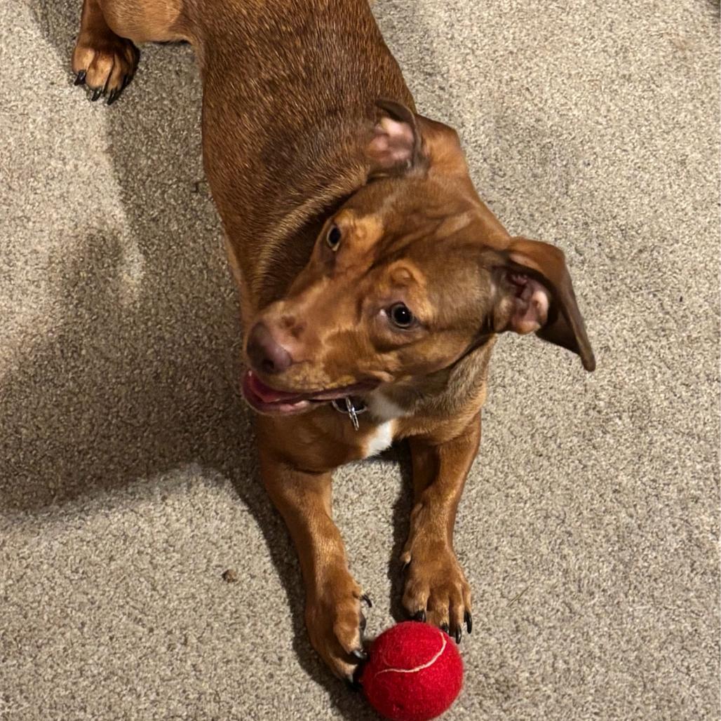 Enlarge Hazel, a Adoptable Terrier in Huntsville, AL image 3/5