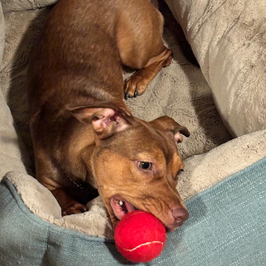 Enlarge Hazel, a Adoptable Terrier in Huntsville, AL image 5/5