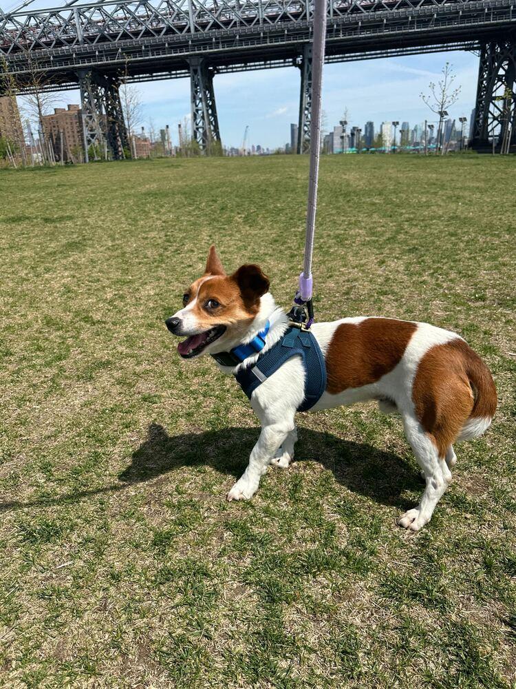 Enlarge Gaji, a Adoptable Jindo in Long Island City, NY image 1/6