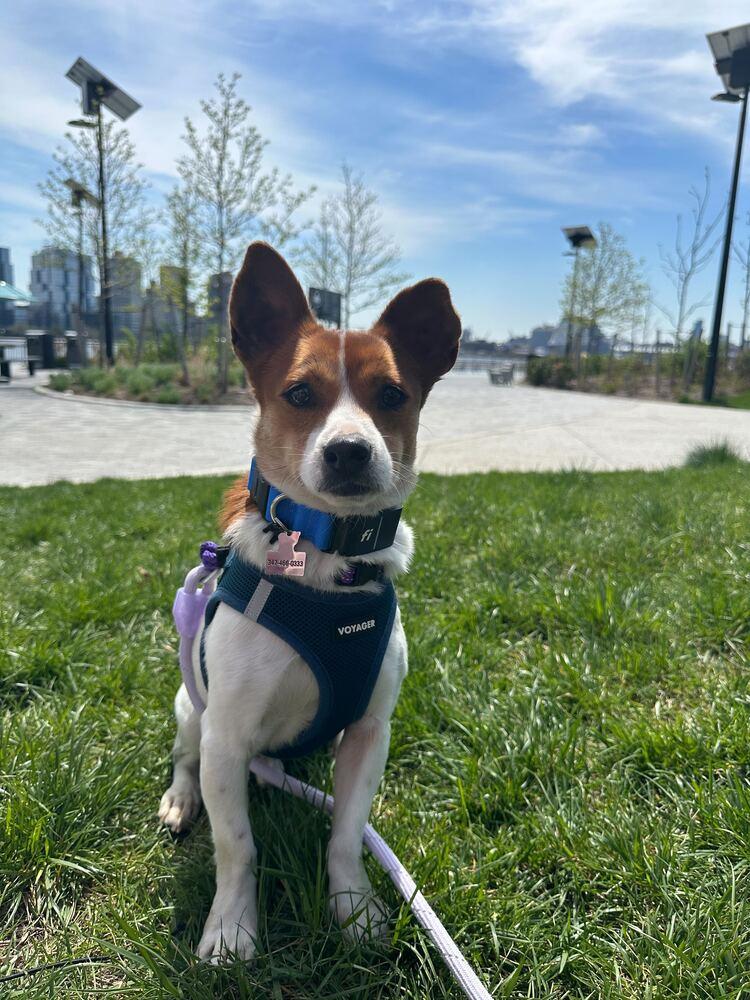 Enlarge Gaji, a Adoptable Jindo in Long Island City, NY image 2/6