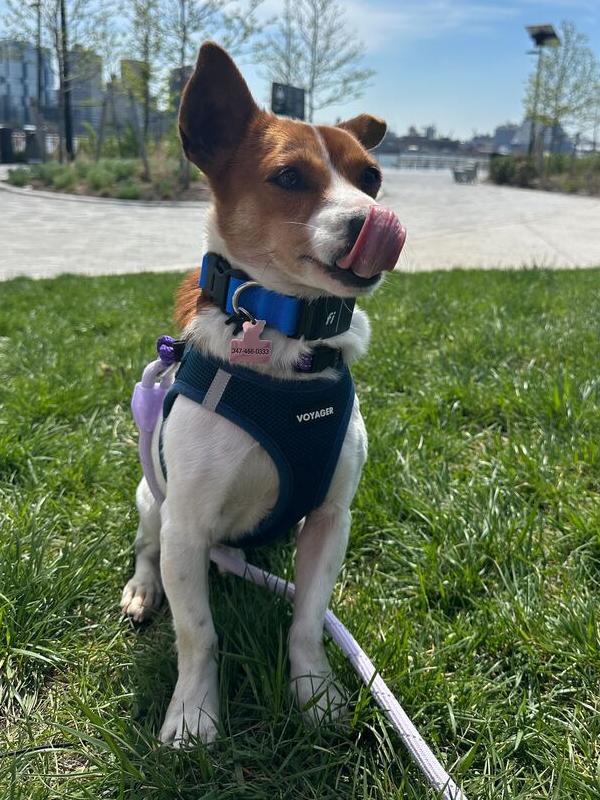 Enlarge Gaji, a Adoptable Jindo in Long Island City, NY image 3/6