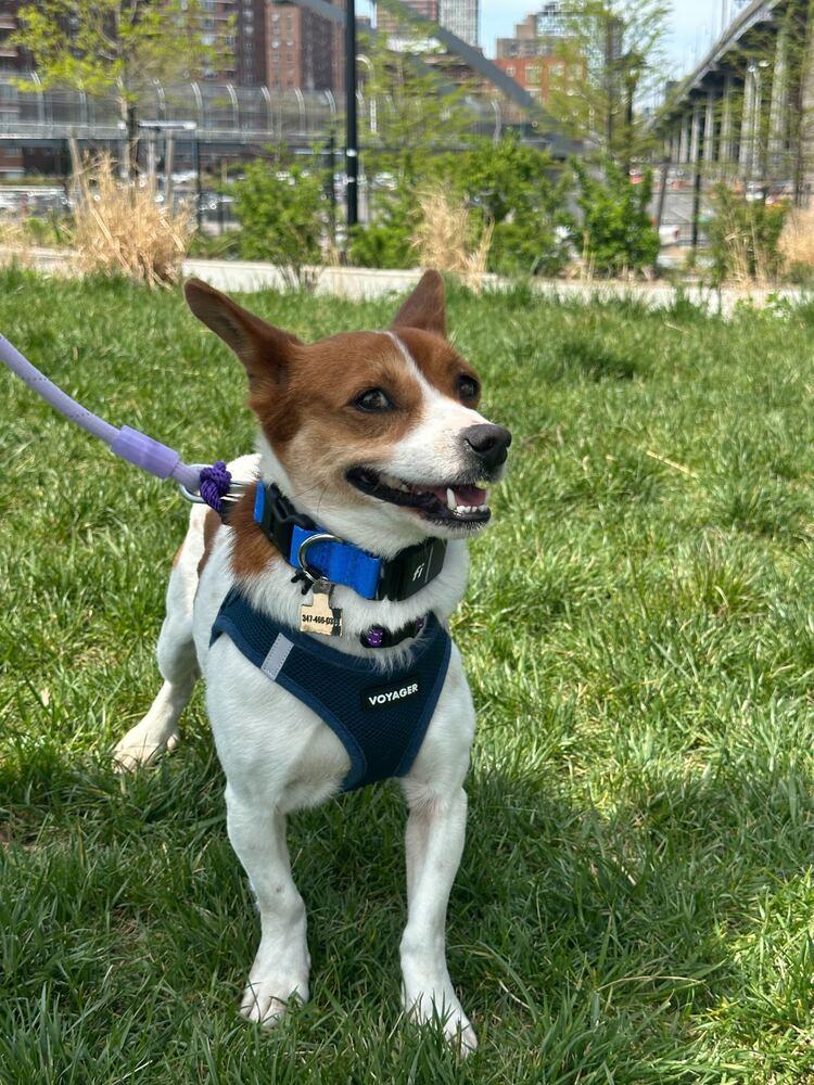 Enlarge Gaji, a Adoptable Jindo in Long Island City, NY image 4/6