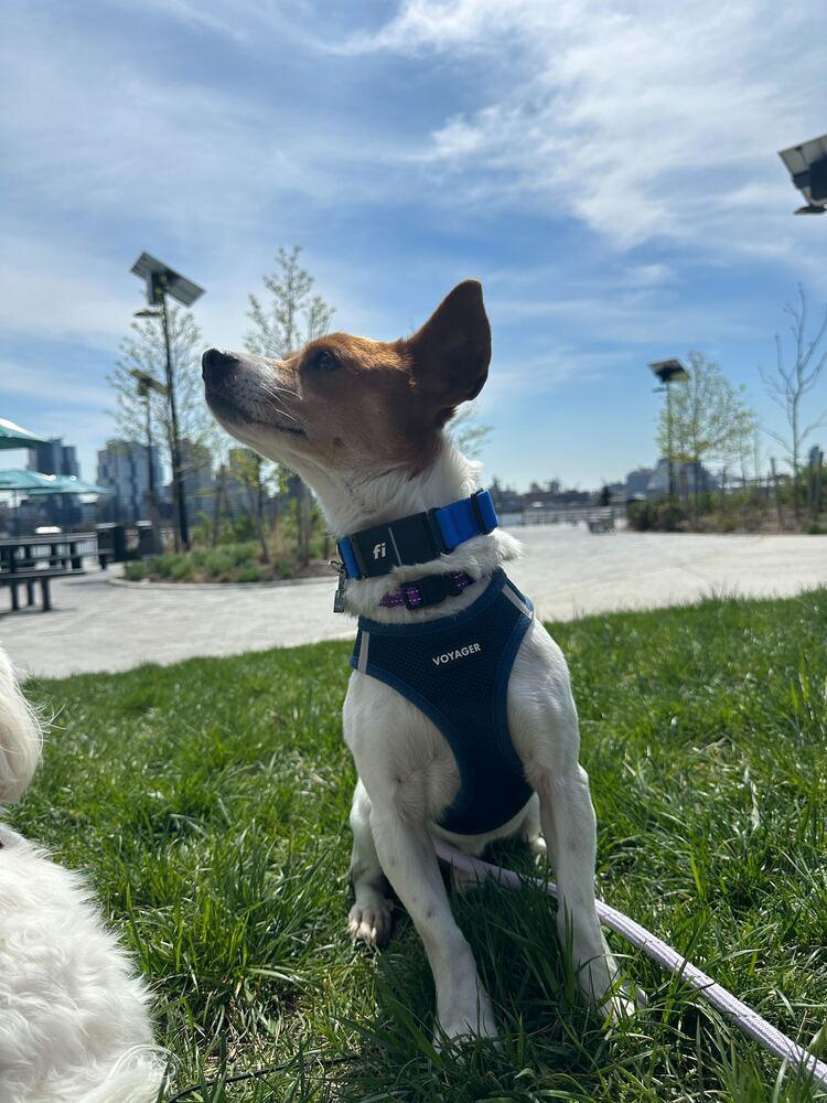 Enlarge Gaji, a Adoptable Jindo in Long Island City, NY image 5/6