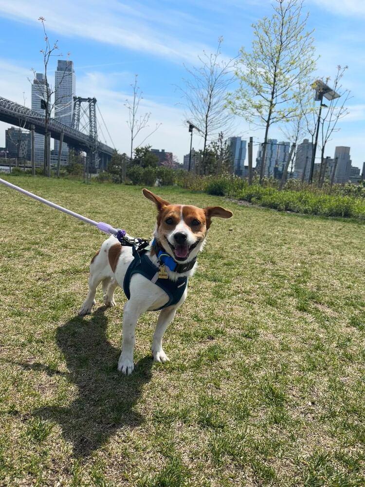 Enlarge Gaji, a Adoptable Jindo in Long Island City, NY image 6/6