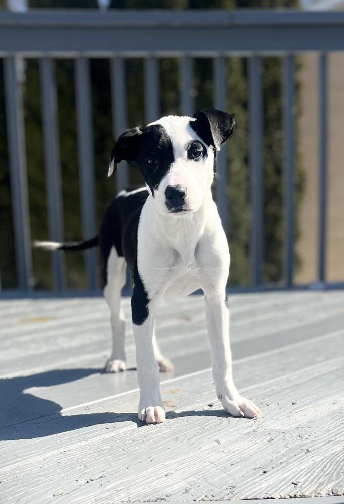 Candle (TN C-Litter) — thumbnail 2