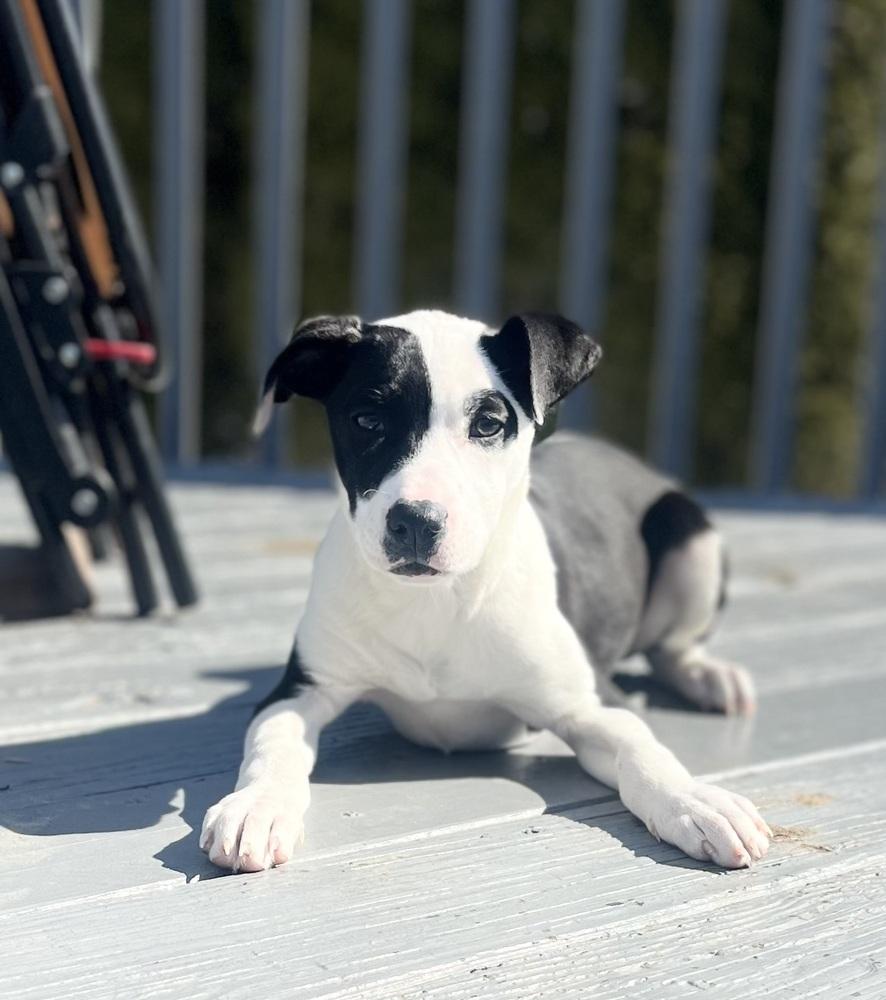 Candle (TN C-Litter) — thumbnail 6