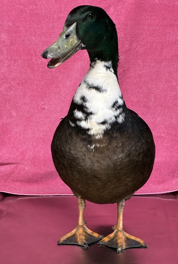 Oolong, a Adoptable mixed breed in Monterey, CA image 1/2