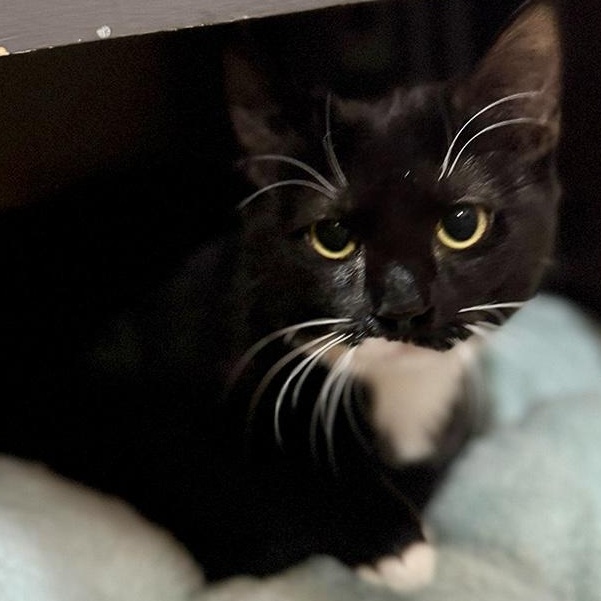 Enlarge Nova, a Adoptable Domestic Short Hair in Alexandria, VA image 1/6