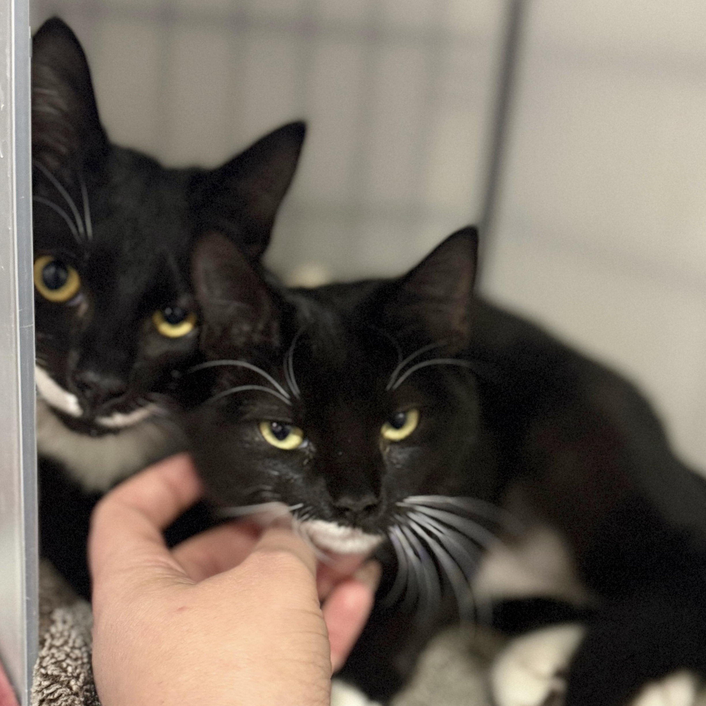 Enlarge Nova, a Adoptable Domestic Short Hair in Alexandria, VA image 2/6