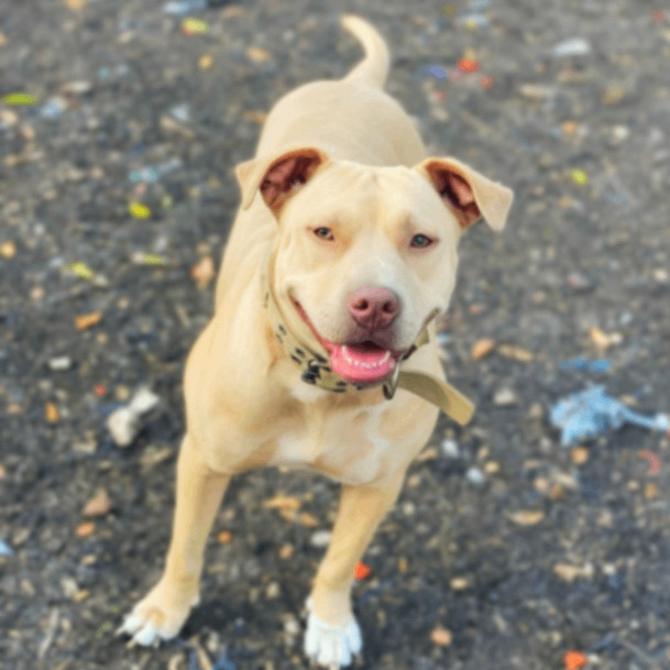 Nyla JC, an adoptable Pit Bull Terrier, Mixed Breed in Seattle, WA, 98106 | Photo Image 1