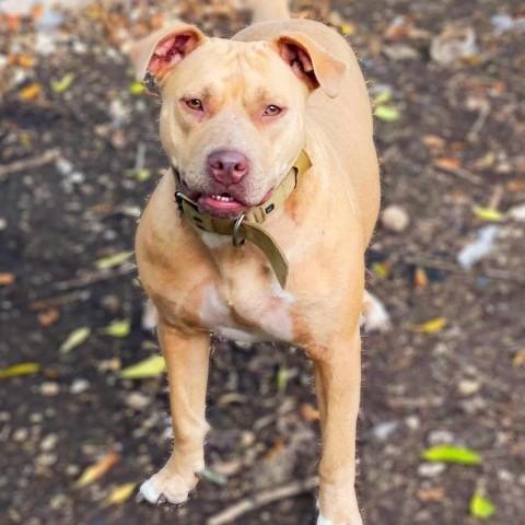 Nyla JC, an adoptable Pit Bull Terrier, Mixed Breed in Seattle, WA, 98106 | Photo Image 2