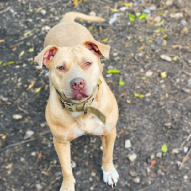 Nyla JC, an adoptable Pit Bull Terrier, Mixed Breed in Seattle, WA, 98106 | Photo Image 5
