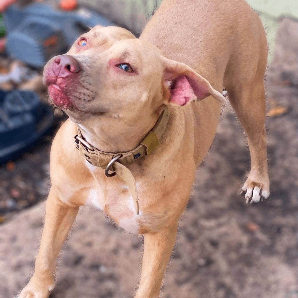 Nyla JC, an adoptable Pit Bull Terrier, Mixed Breed in Seattle, WA, 98106 | Photo Image 6