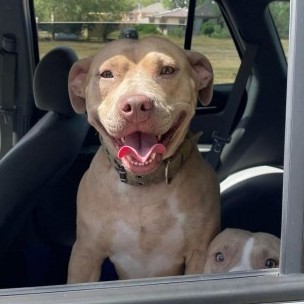 Nyla JC, an adoptable Pit Bull Terrier, Mixed Breed in Seattle, WA, 98106 | Photo Image 3