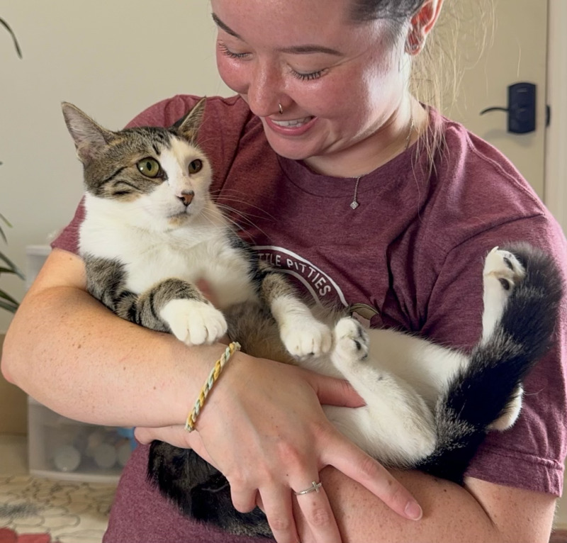 Cat for adoption Hanna, a Domestic Short Hair in Hartford, CT Petfinder