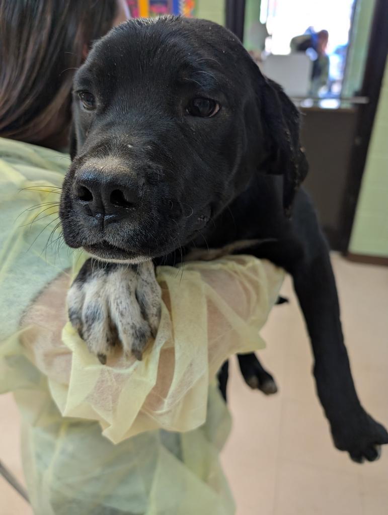 Koda, Adoptable, Puppy Male German Shorthaired Pointer & Australian Cattle Dog / Blue Heeler.