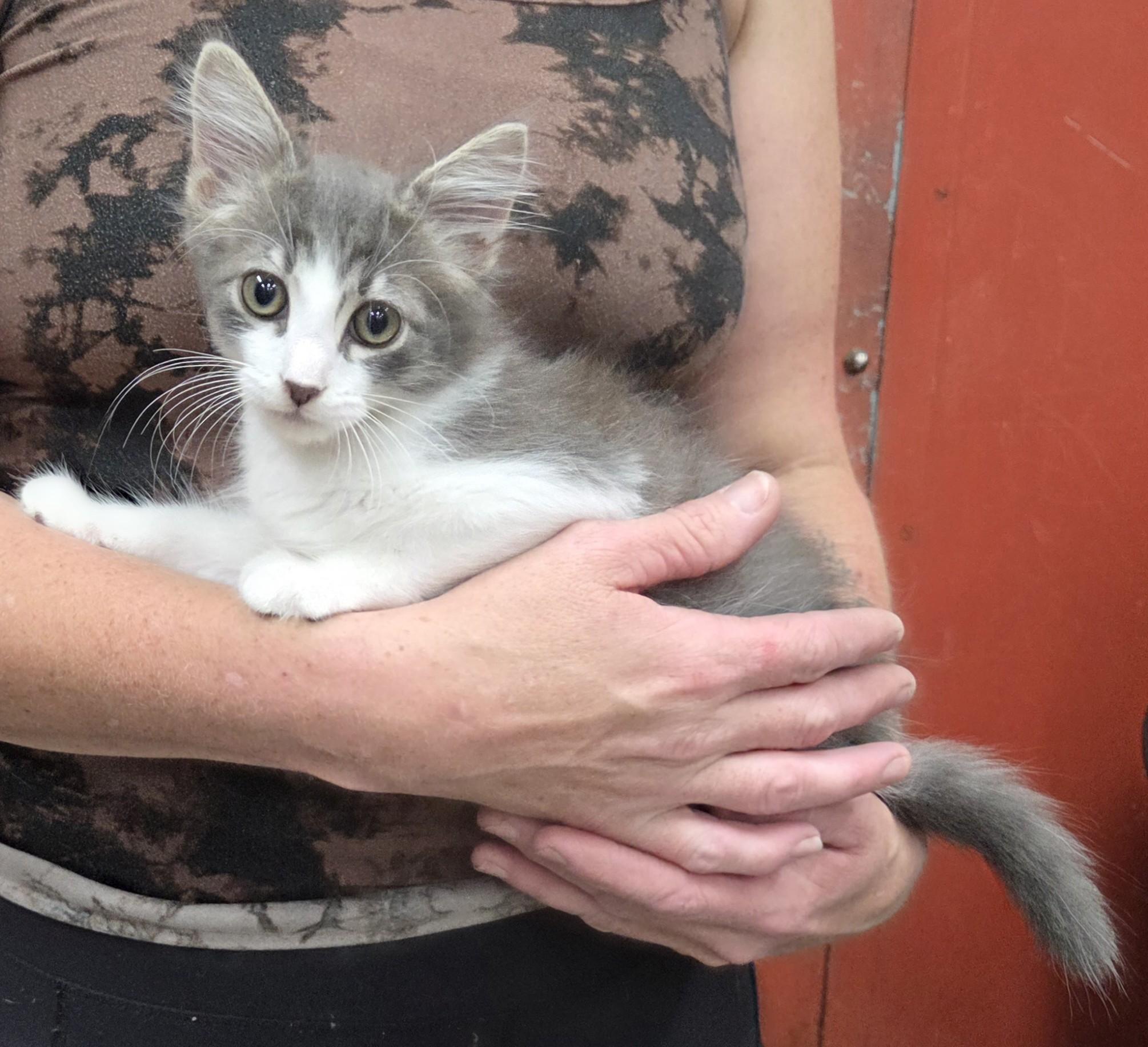 Enlarge Earl Grey, a Adopted Domestic Long Hair in Parsons, KS image 1/1