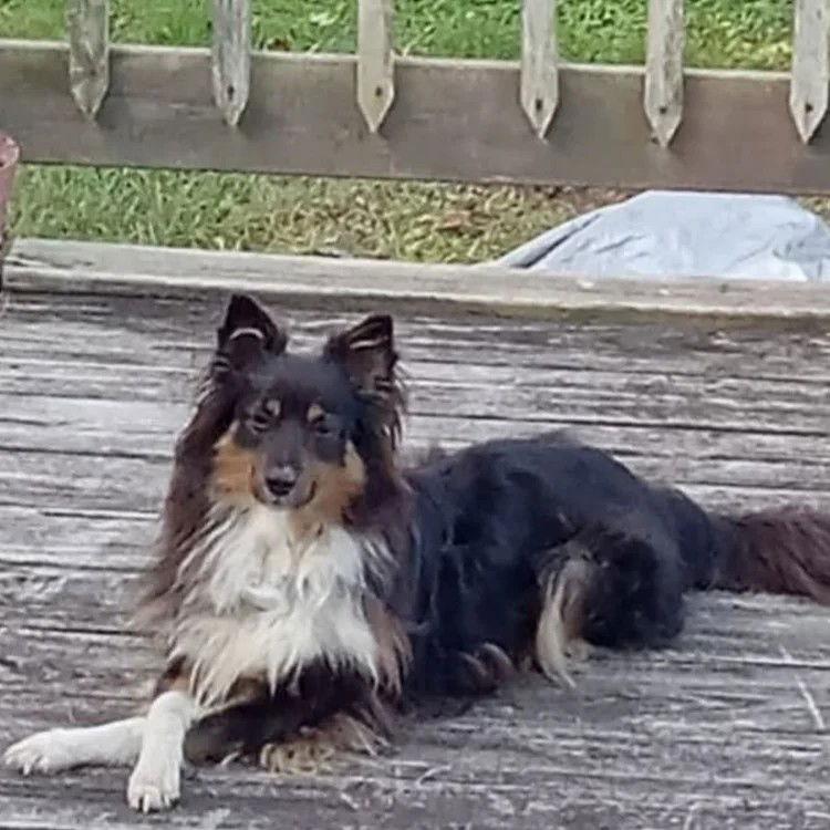 Jeanie, Adoptable, Young Female Shetland Sheepdog / Sheltie.