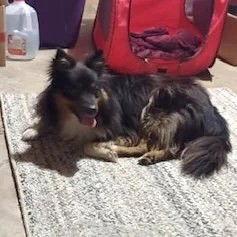 Enlarge Jeanie, a Adoptable Shetland Sheepdog / Sheltie in Dublin, OH image 2/3