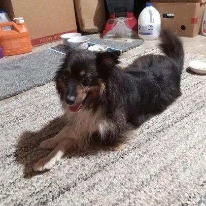 Enlarge Jeanie, a Adoptable Shetland Sheepdog / Sheltie in Dublin, OH image 3/3