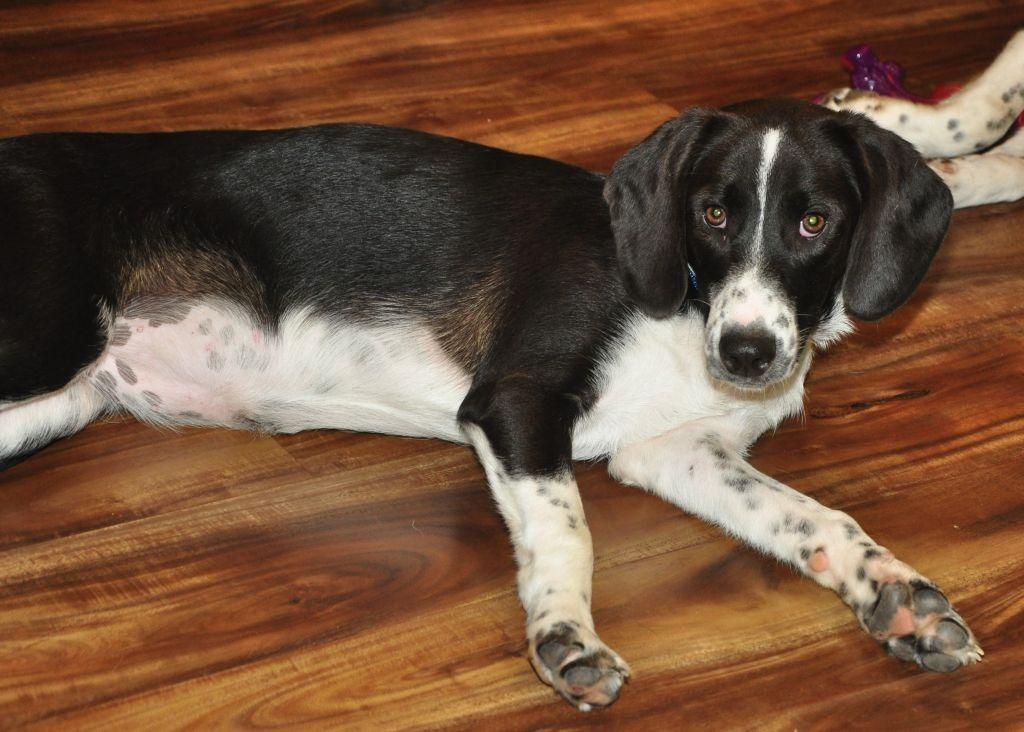 Oreo, Adoptable, Puppy Female Hound.
