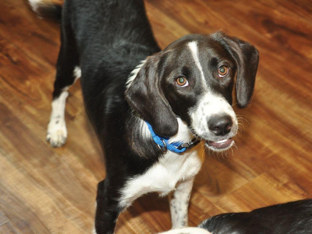 Enlarge Oreo, a Adoptable mixed breed in Crocker, MO image 2/5