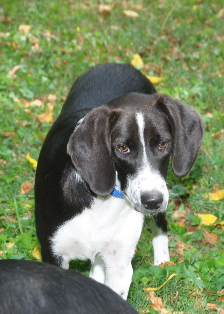 Enlarge Oreo, a Adoptable mixed breed in Crocker, MO image 3/5