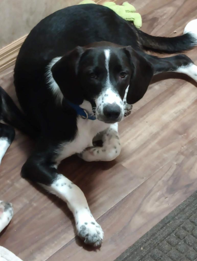 Enlarge Oreo, a Adoptable mixed breed in Crocker, MO image 4/6