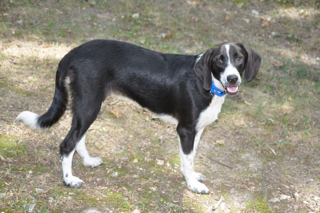 Enlarge Oreo, a Adoptable mixed breed in Crocker, MO image 4/5