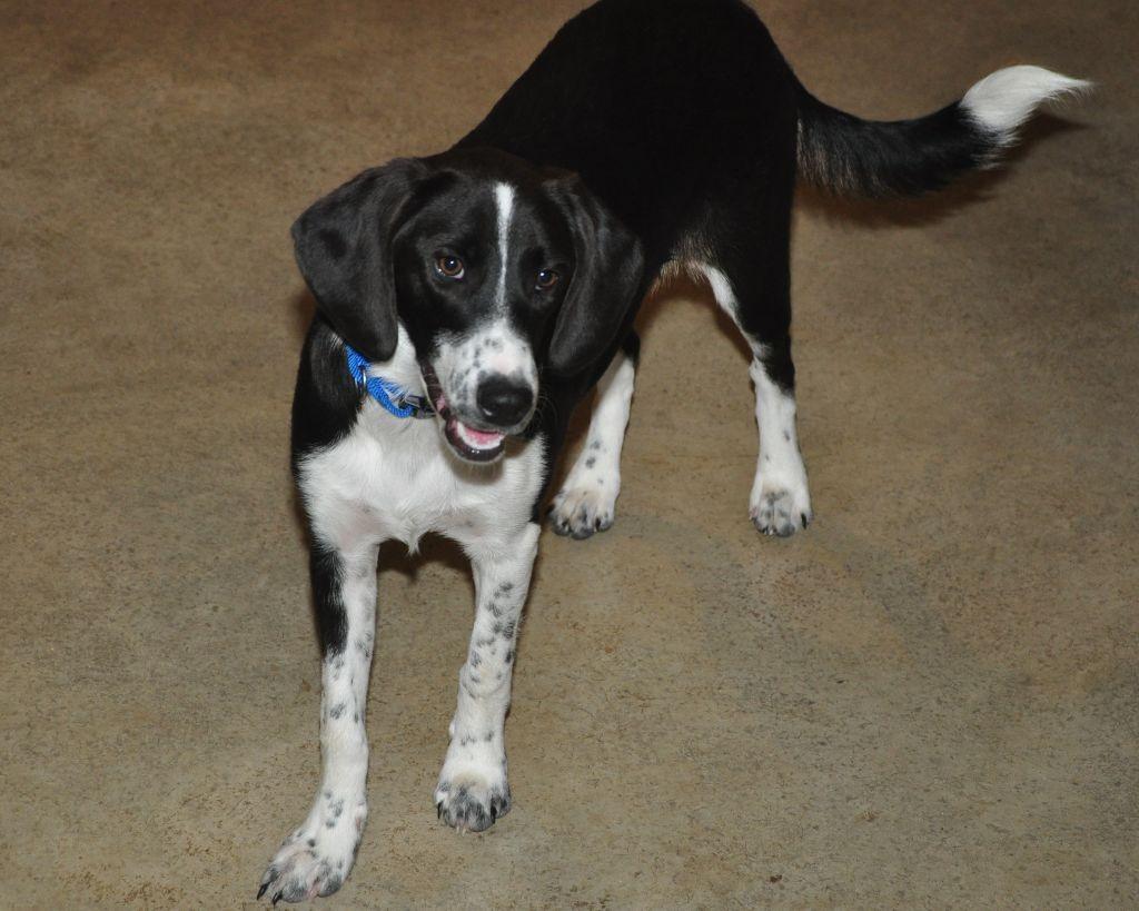 Enlarge Oreo, a Adoptable mixed breed in Crocker, MO image 5/5