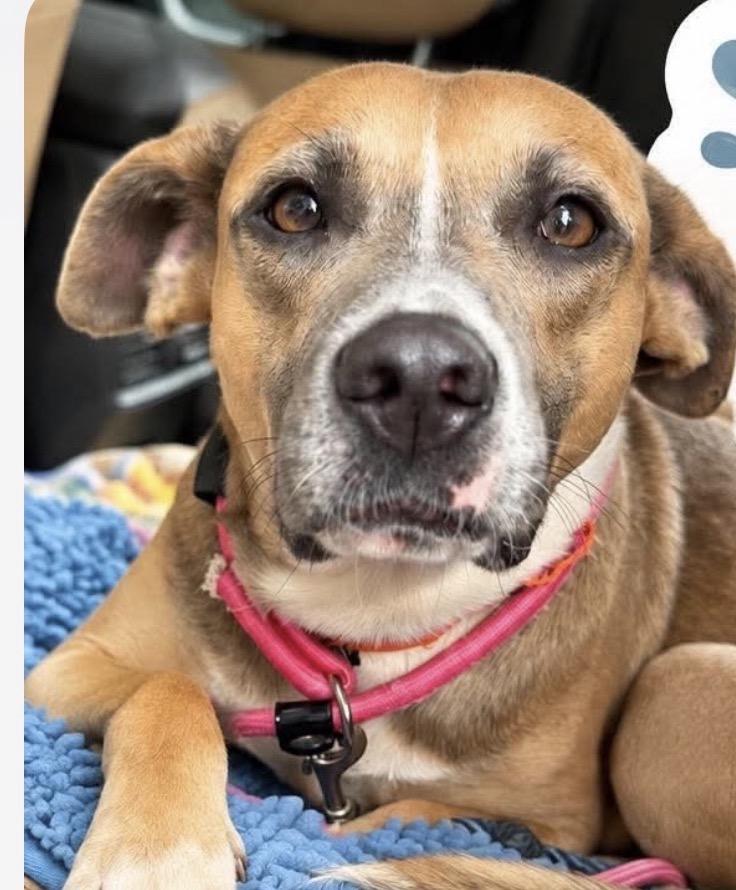 Enlarge Puddles, a Adoptable mixed breed in Copiague, NY image 2/3