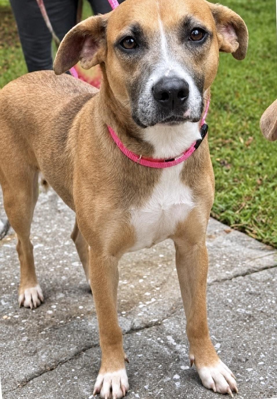 Enlarge Puddles, a Adoptable mixed breed in Copiague, NY image 1/3
