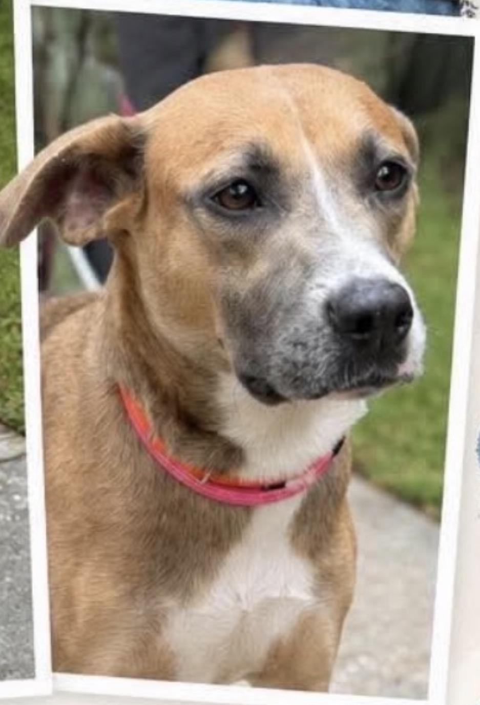Enlarge Puddles, a Adoptable mixed breed in Copiague, NY image 3/3