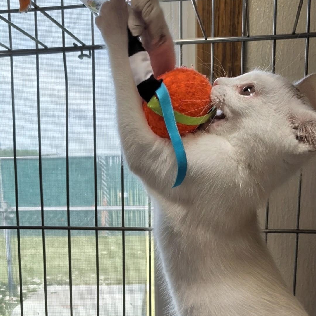 Rune- Best Friends with Emu, an adopted Domestic Short Hair in West Jefferson, OH image 6/6