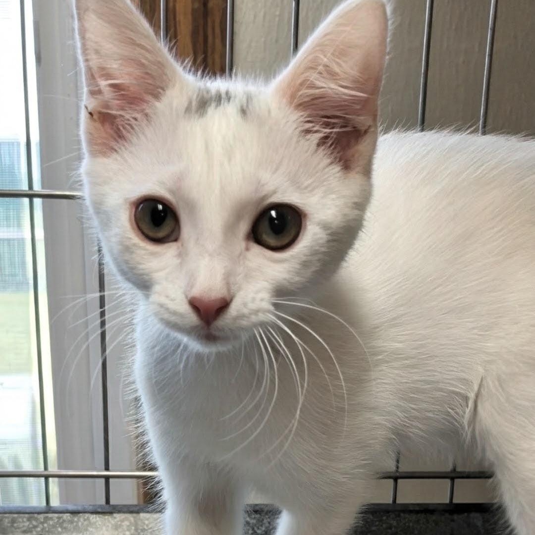 Rune- Best Friends with Emu, adopted, Kitten Female Domestic Short Hair.