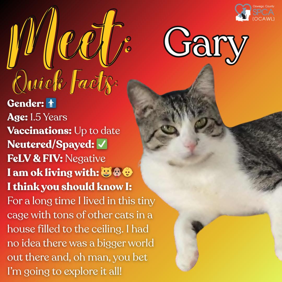 Enlarge Gary, a Adoptable Domestic Short Hair in Fulton, NY image 1/6