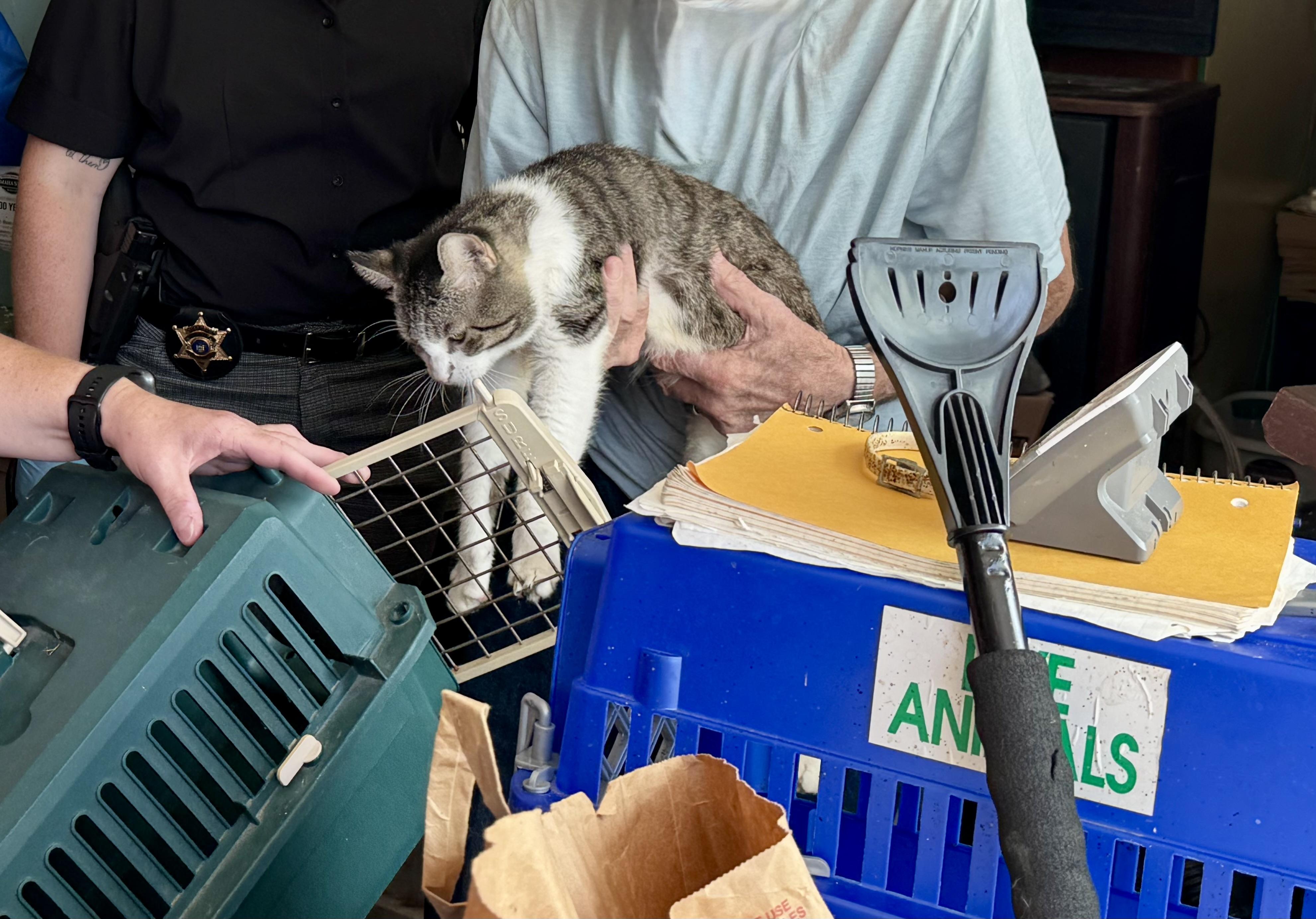 Enlarge Gary, a Adoptable Domestic Short Hair in Fulton, NY image 3/6