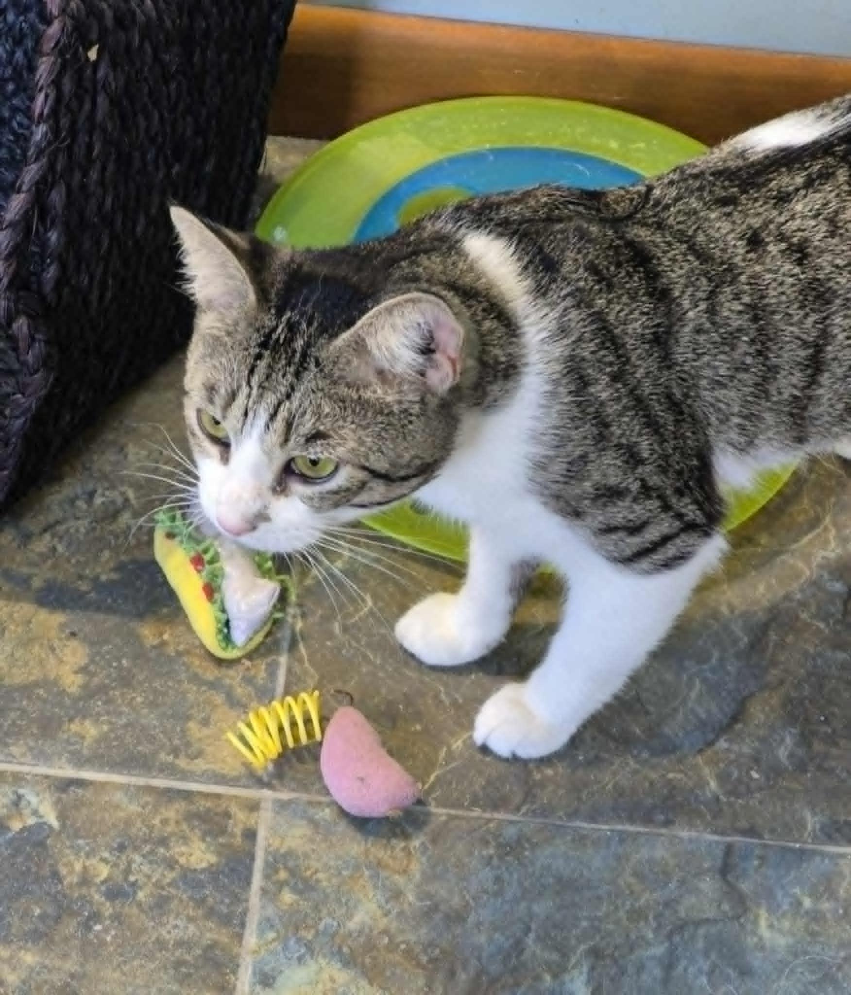 Enlarge Gary, a Adoptable Domestic Short Hair in Fulton, NY image 5/6