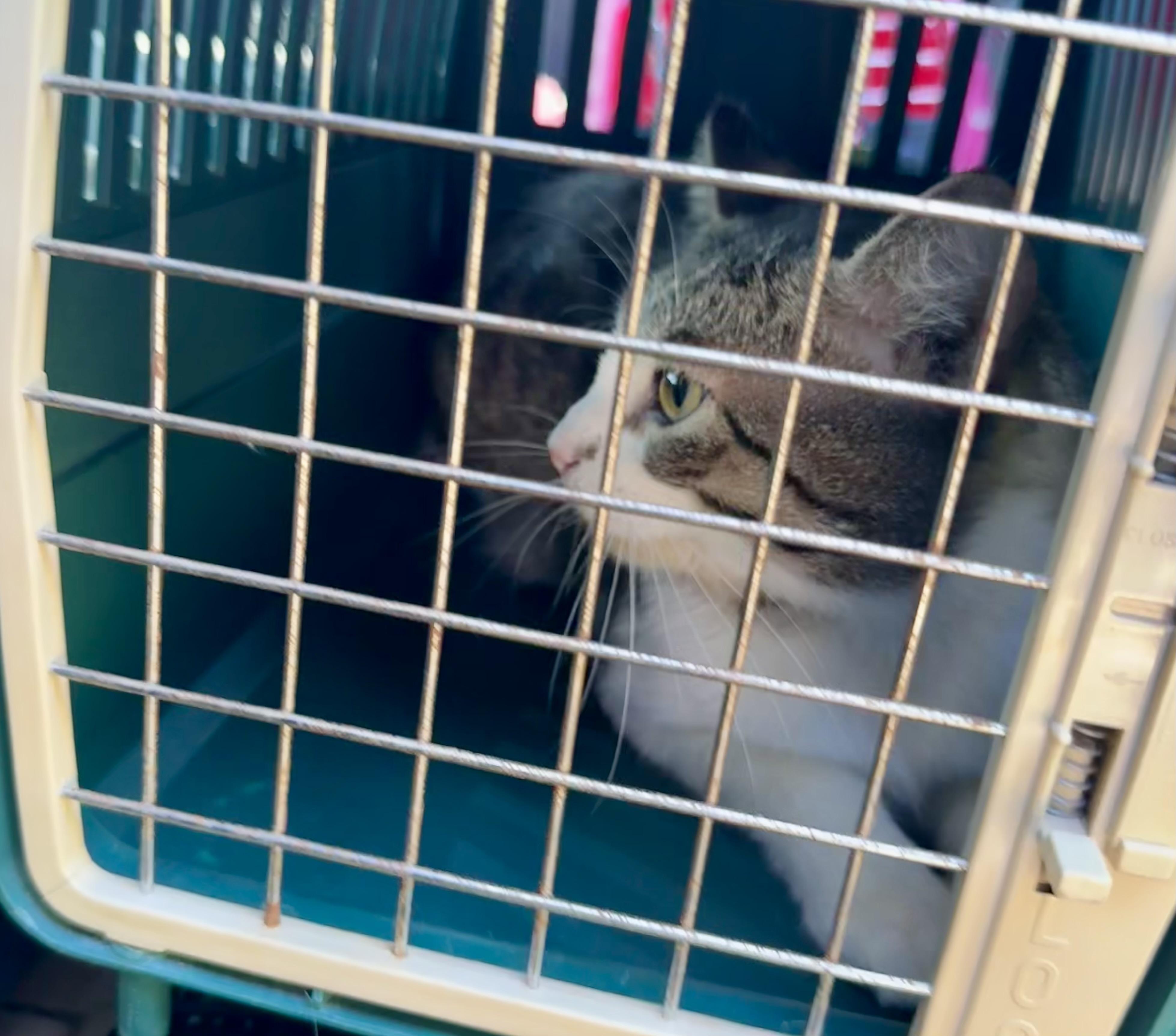 Enlarge Gary, a Adoptable Domestic Short Hair in Fulton, NY image 4/6