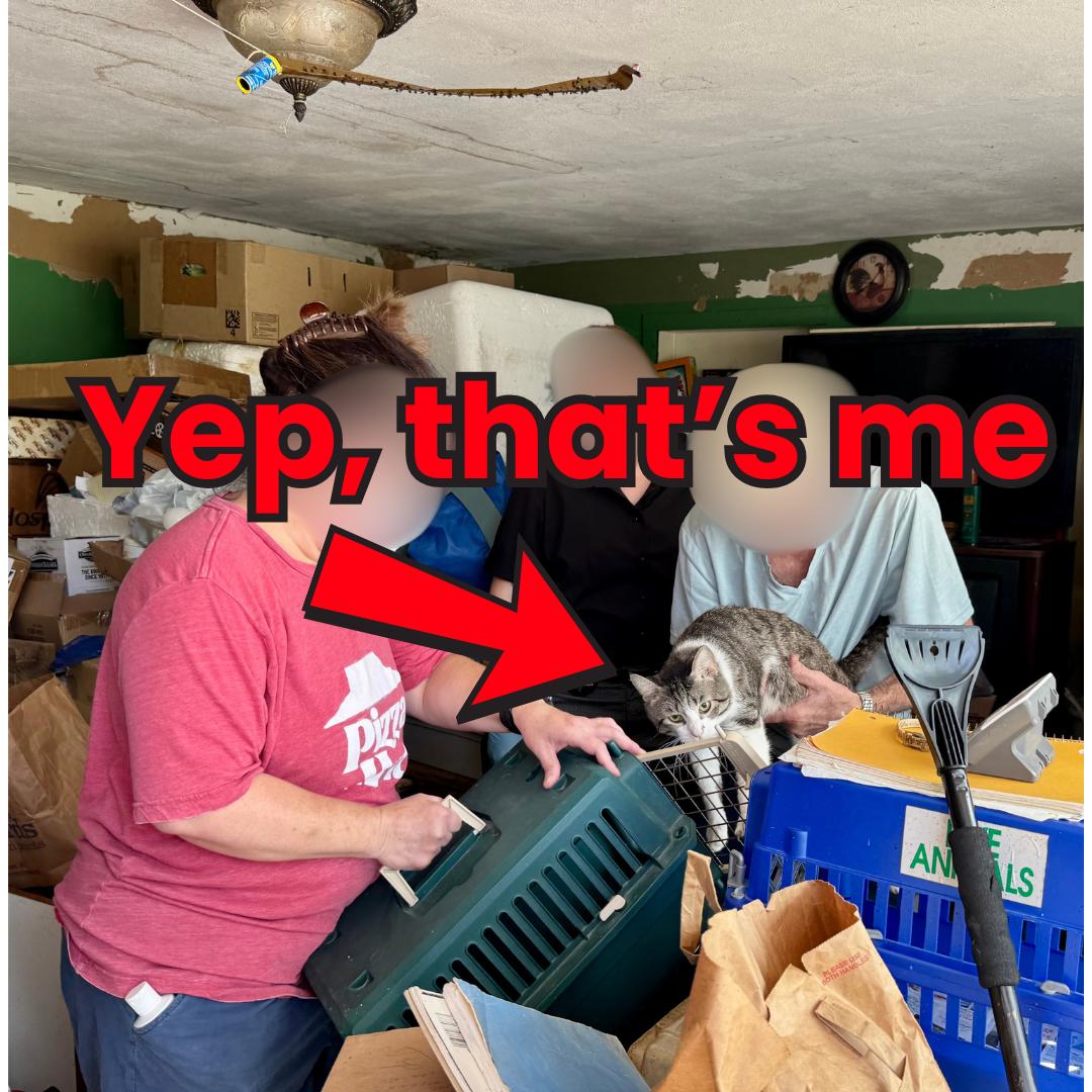 Enlarge Gary, a Adoptable Domestic Short Hair in Fulton, NY image 2/6