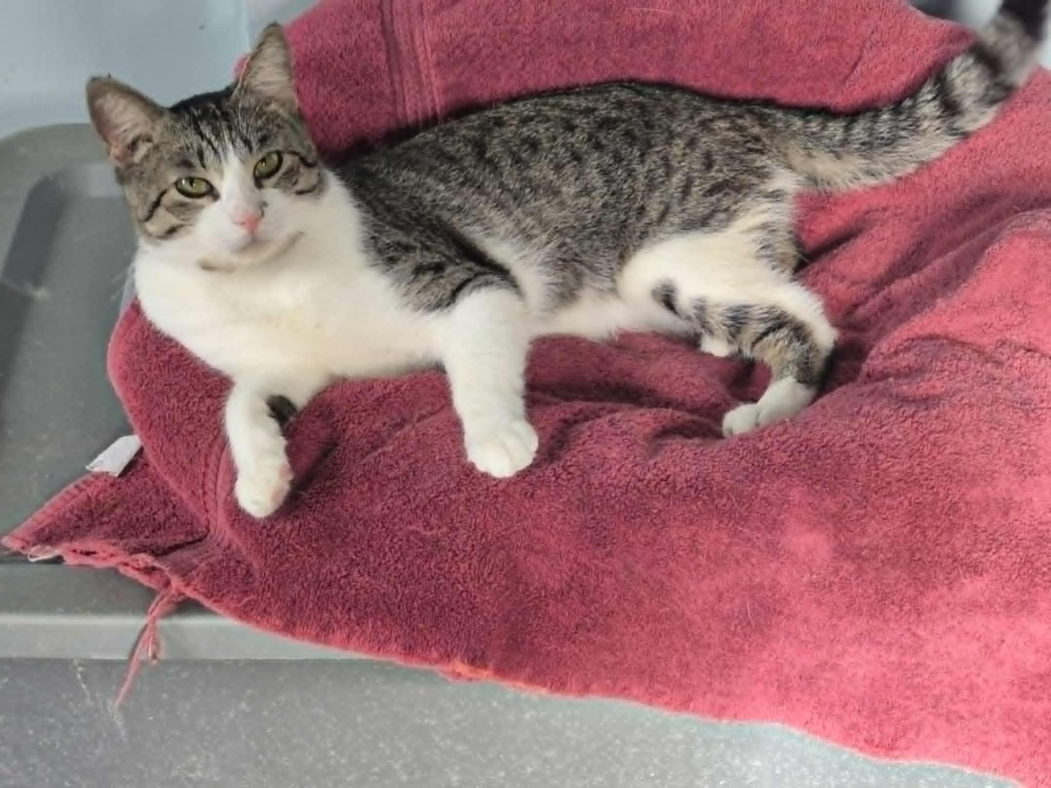 Enlarge Gary, a Adoptable Domestic Short Hair in Fulton, NY image 6/6