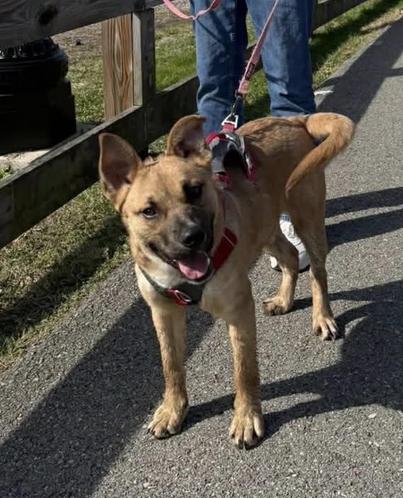 Enlarge Spud, a Adoptable mixed breed in Fayetteville, WV image 1/3