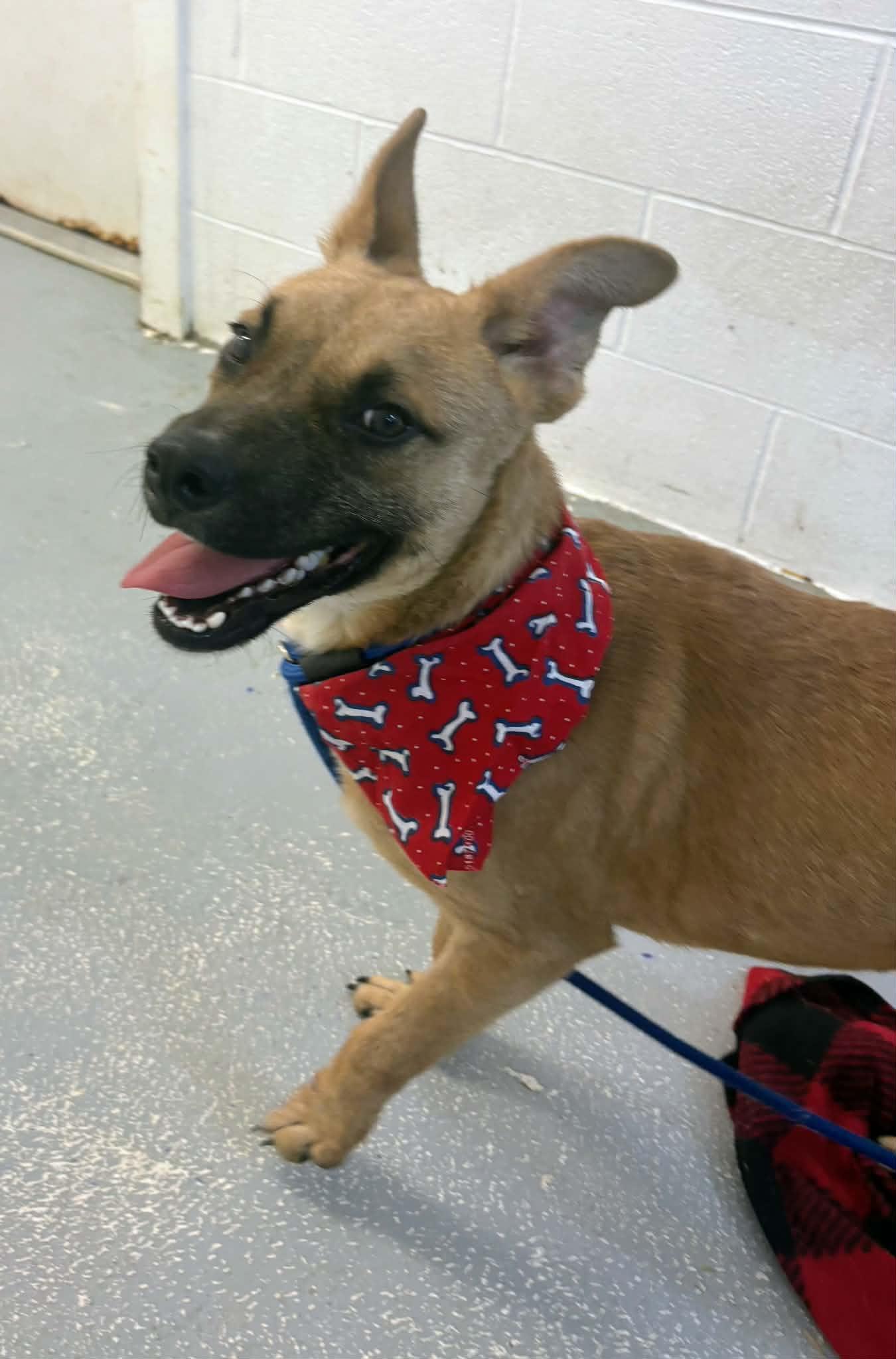 Enlarge Spud, a Adoptable mixed breed in Fayetteville, WV image 2/3